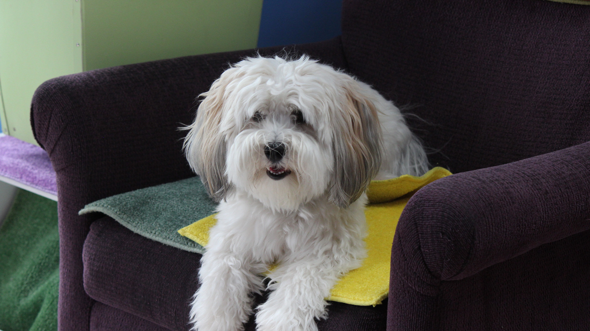 Canon EF-S 55-250mm F4-5.6 IS sample photo. Dog photography