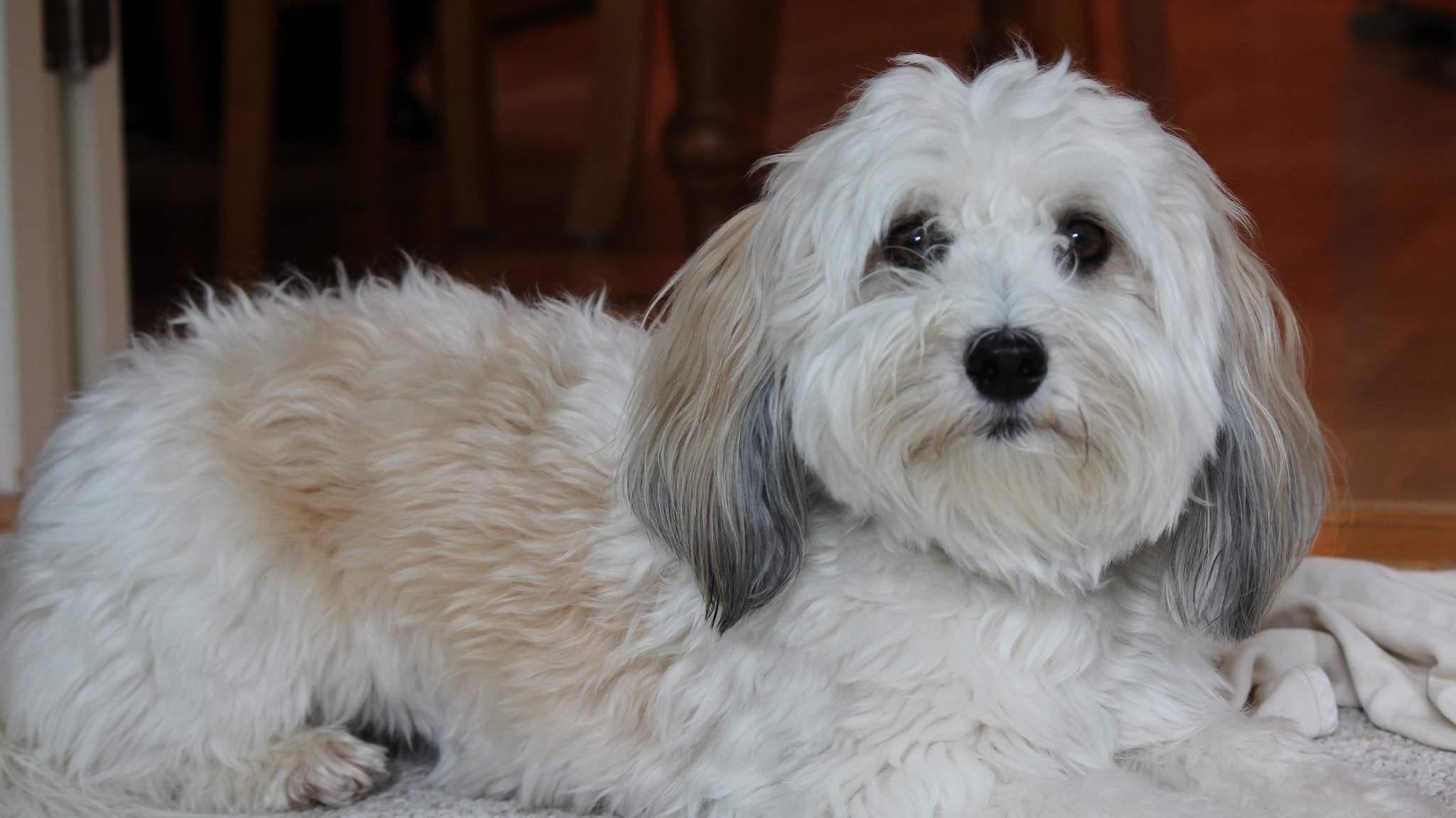 Canon EF-S 55-250mm F4-5.6 IS sample photo. Dog photography