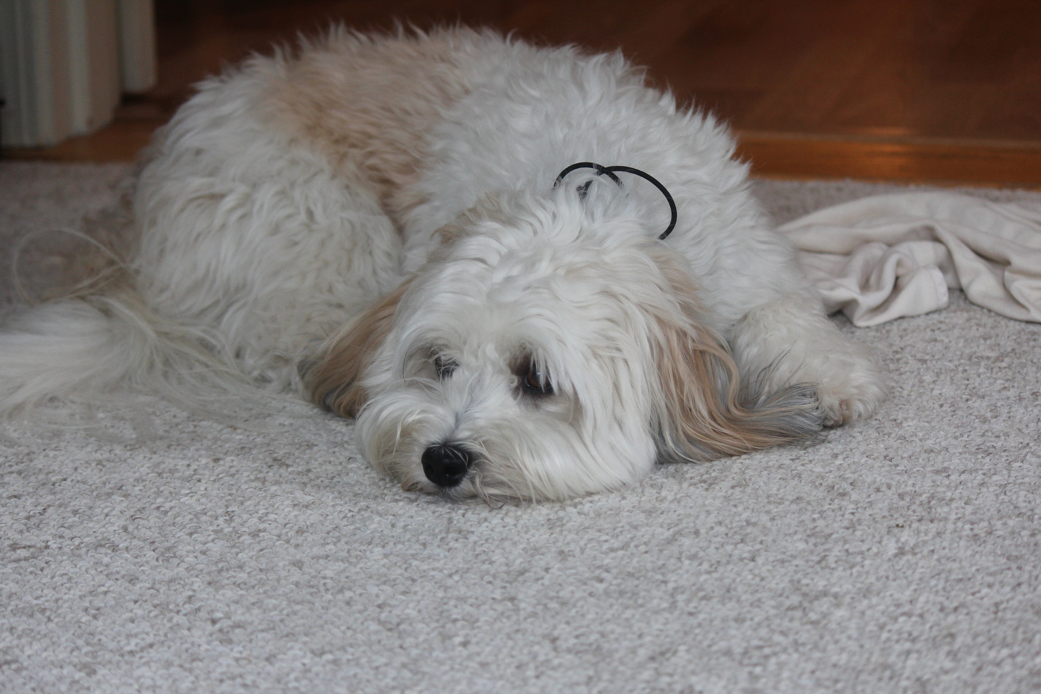 Canon EF-S 55-250mm F4-5.6 IS sample photo. Dog photography