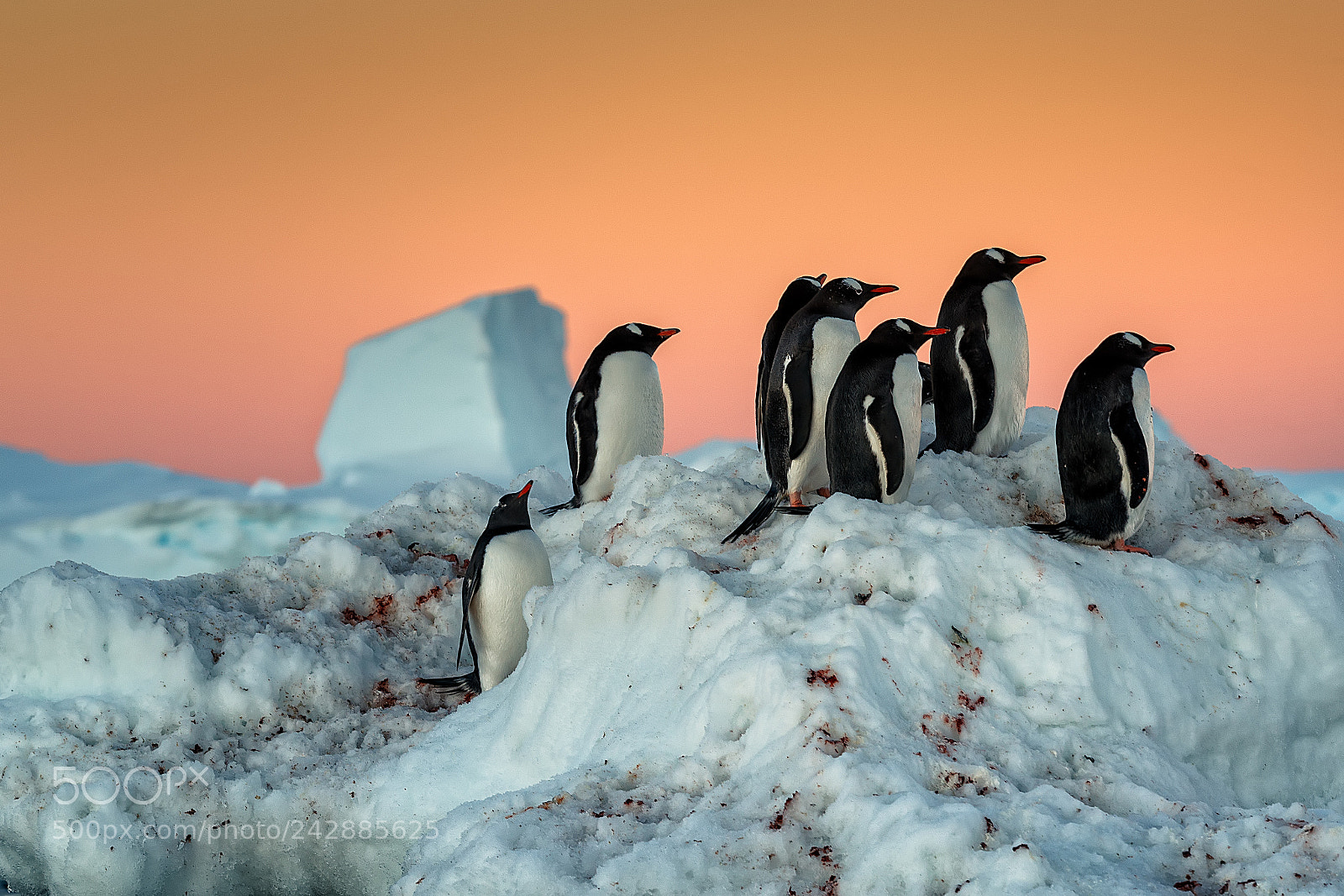Canon EOS-1D X Mark II sample photo. Two hummock island photography