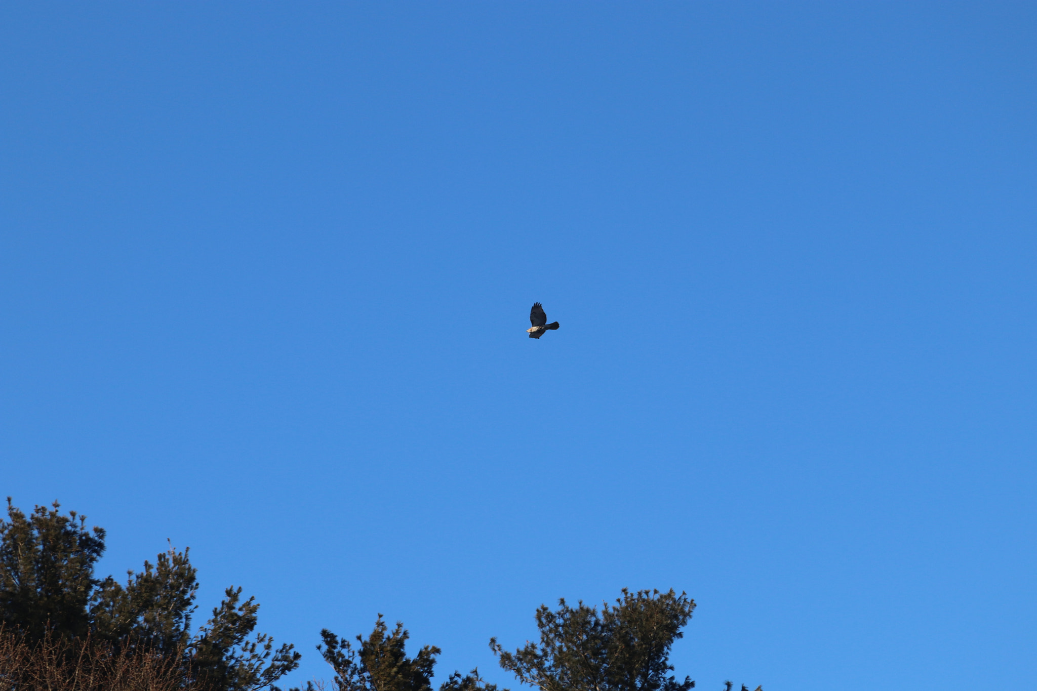 Canon EF 28-135mm F3.5-5.6 IS USM sample photo. Eagle photography