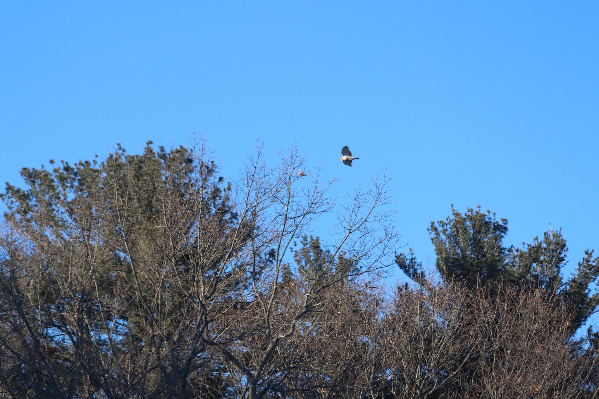 Canon EF 28-135mm F3.5-5.6 IS USM sample photo. Eagle photography