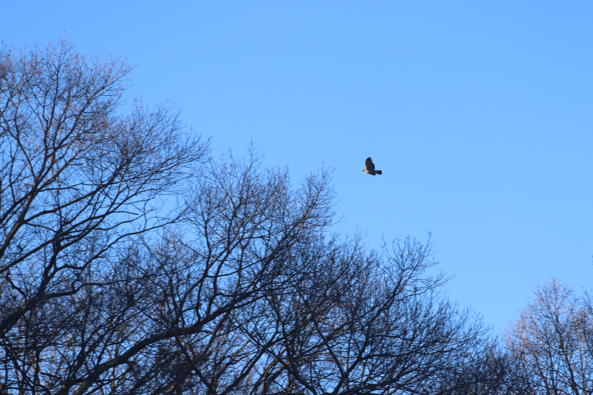 Canon EF 28-135mm F3.5-5.6 IS USM sample photo. Eagle photography