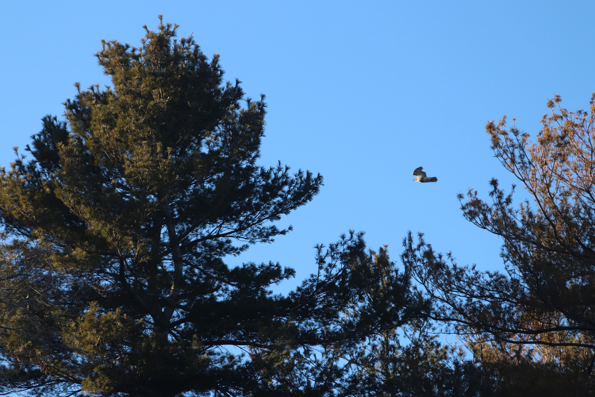 Canon EF 28-135mm F3.5-5.6 IS USM sample photo. Eagle photography