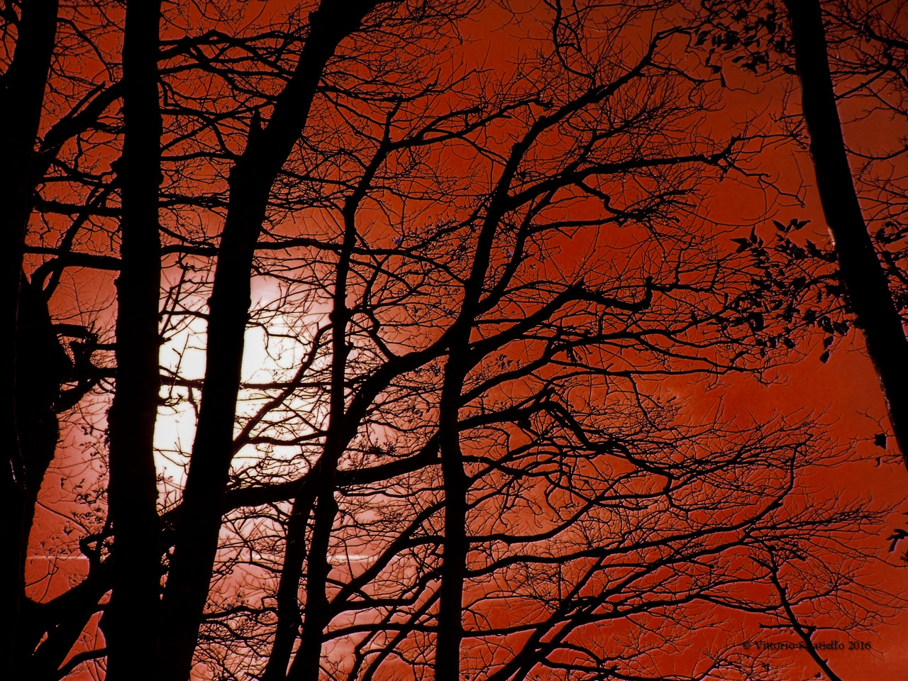 Fujifilm FinePix S2000HD sample photo. Fire photography