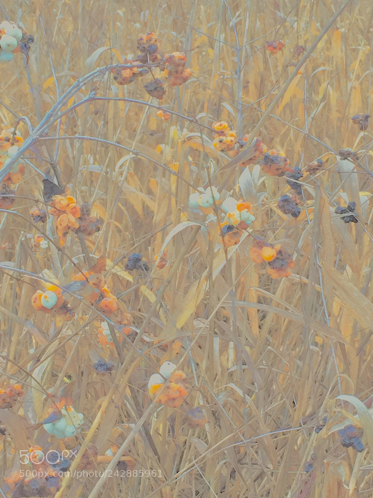 Apple iPhone 6 sample photo. In the grass photography