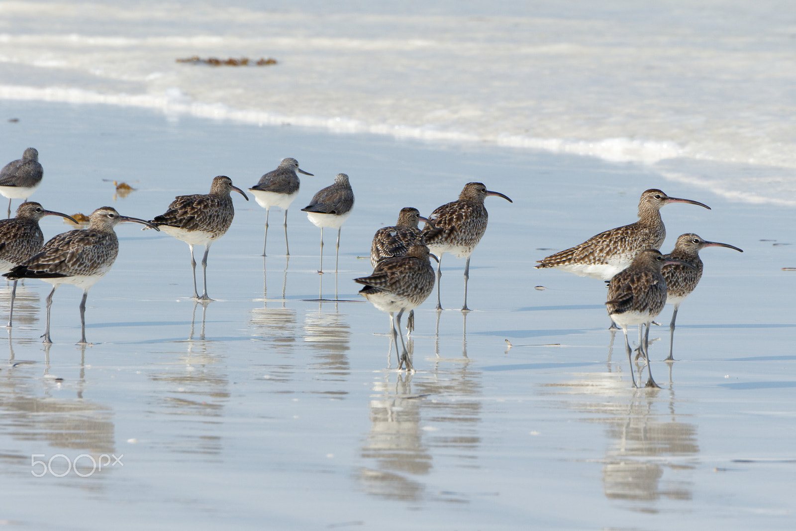Tamron SP 35mm F1.8 Di VC USD sample photo. Birds on the beach photography