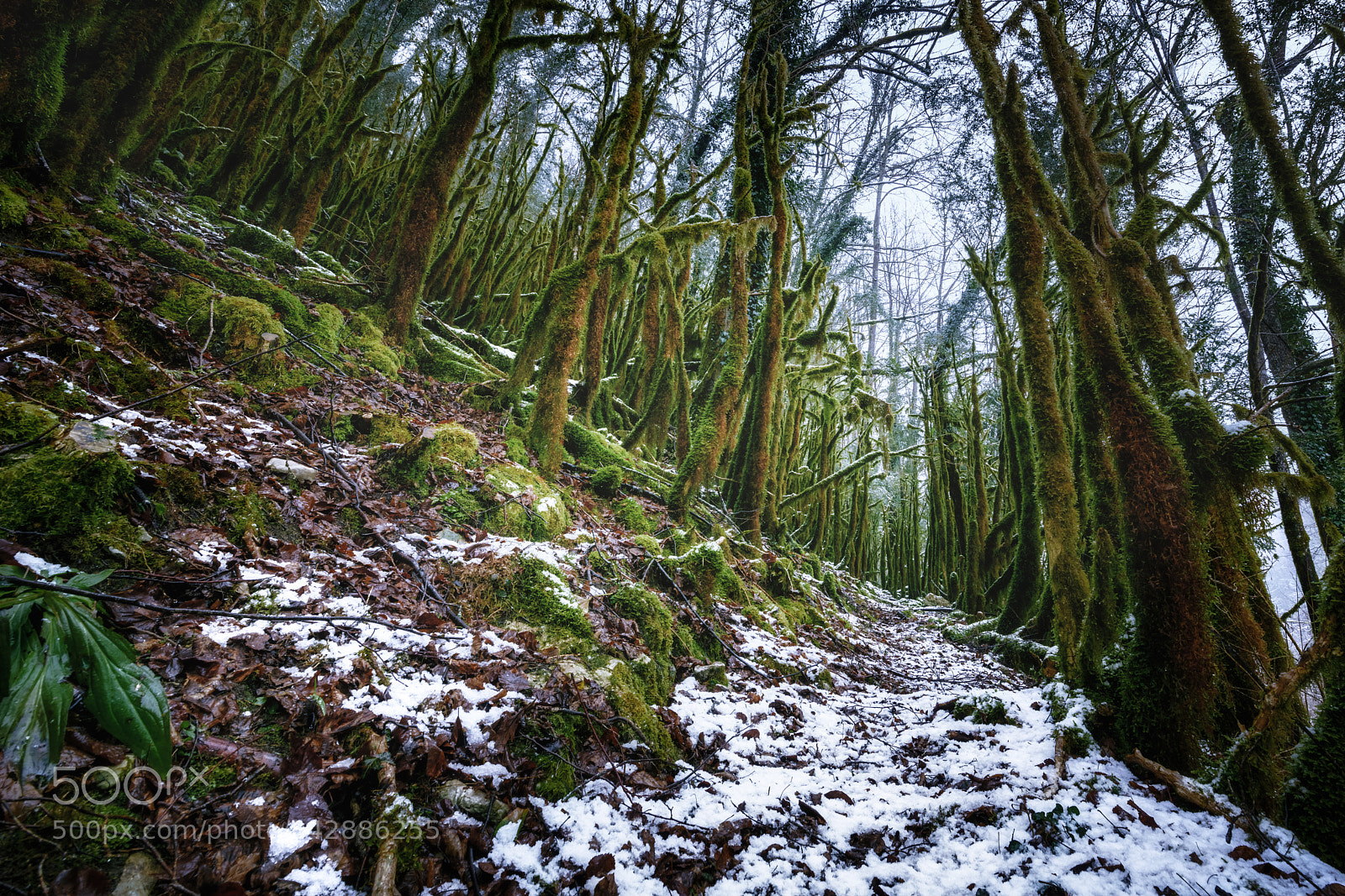 Nikon D850 sample photo. Amazonie enneigée photography