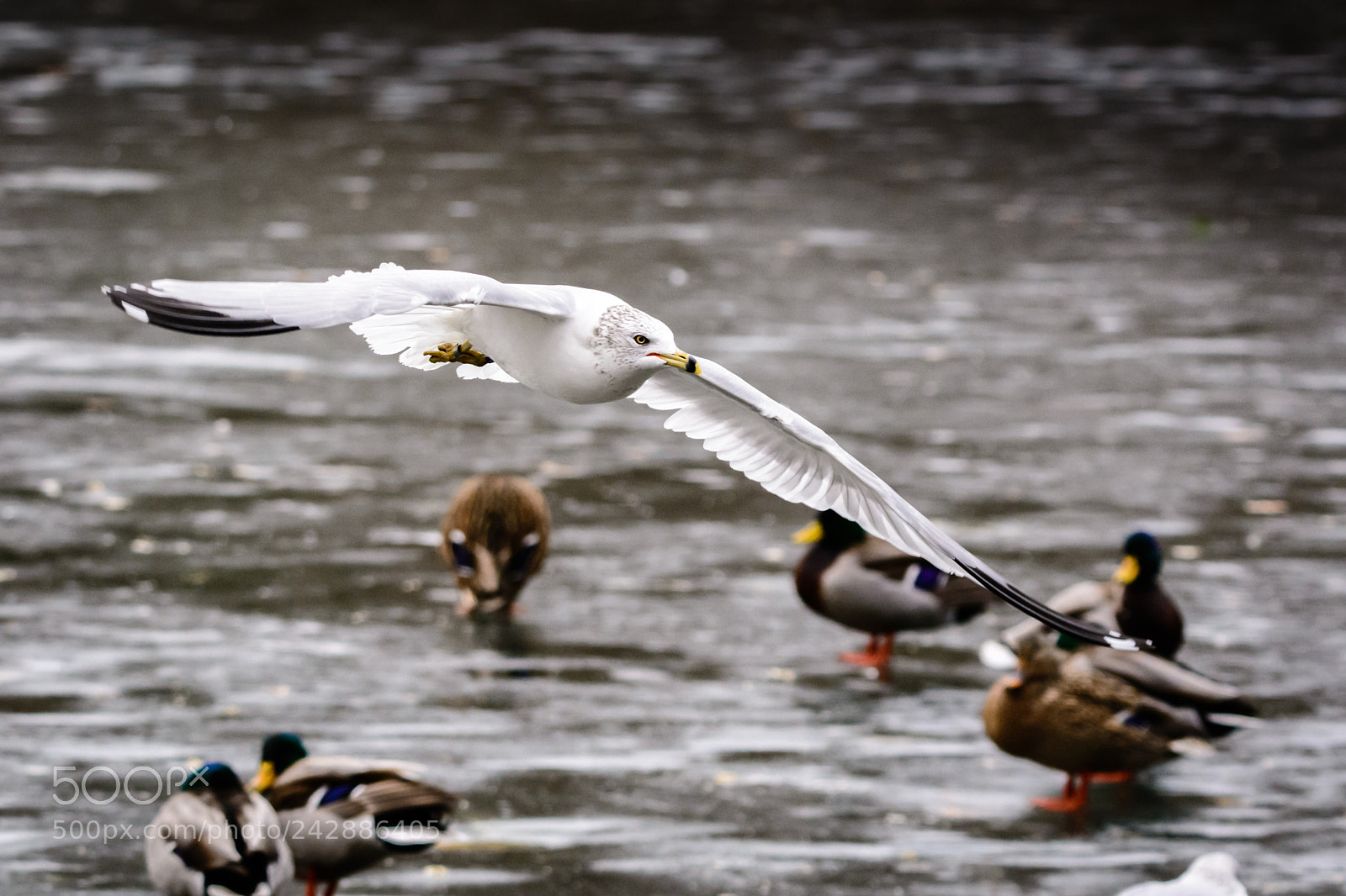Nikon D7100 sample photo. Seagull b photography