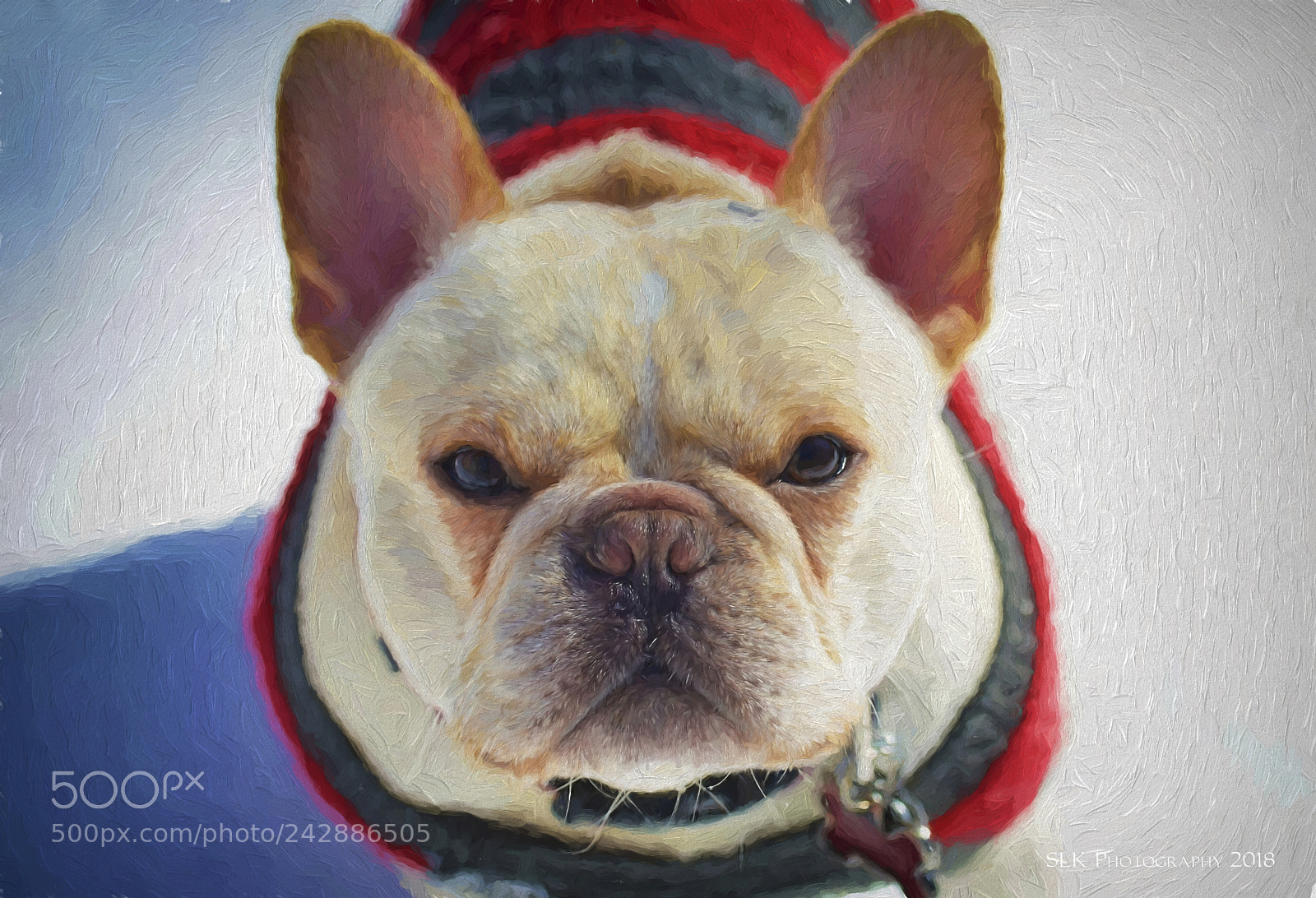 Nikon D800 sample photo. French bulldog photography