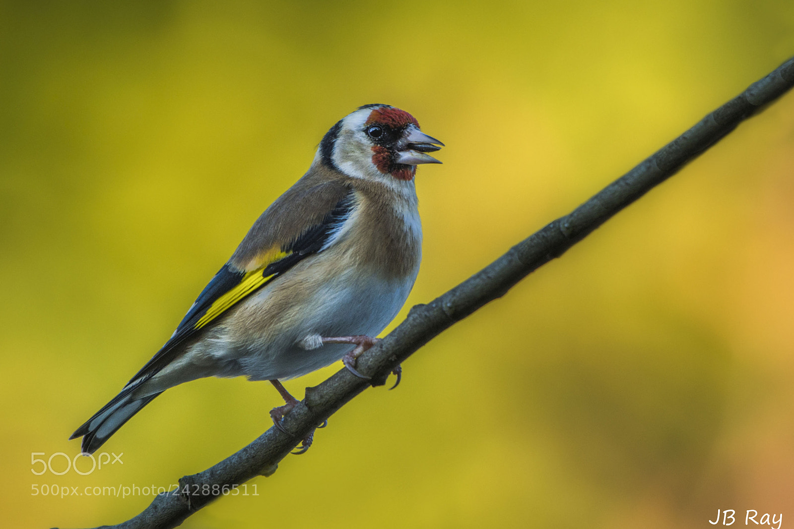 Nikon D7200 sample photo. European goldfinch photography