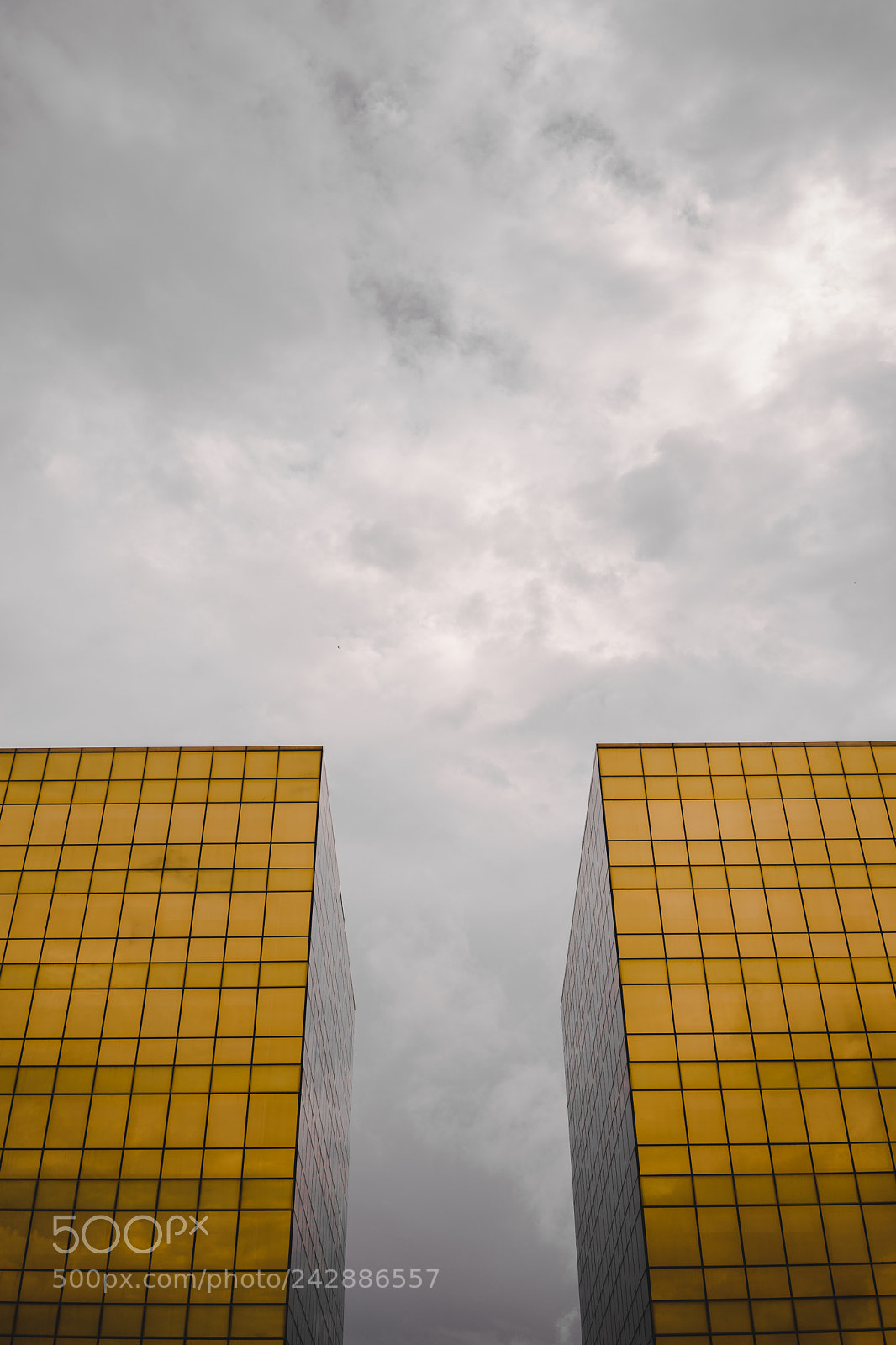 Sony a7 II sample photo. Two golds photography