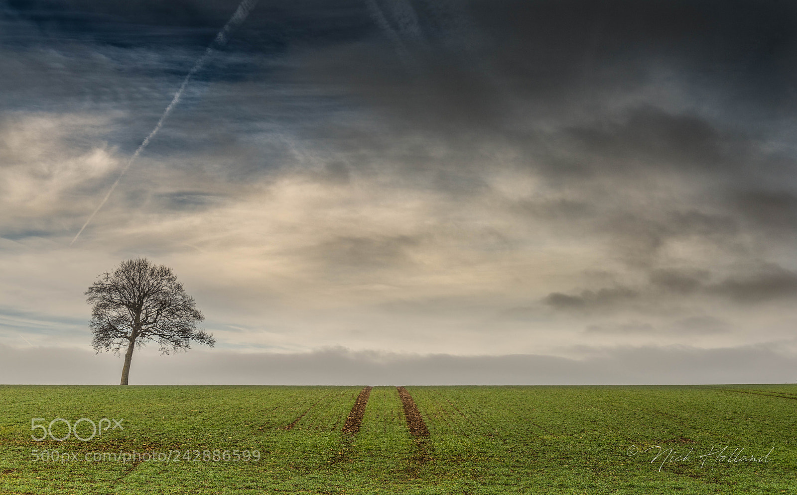 Nikon D810 sample photo. Didmarton tree photography
