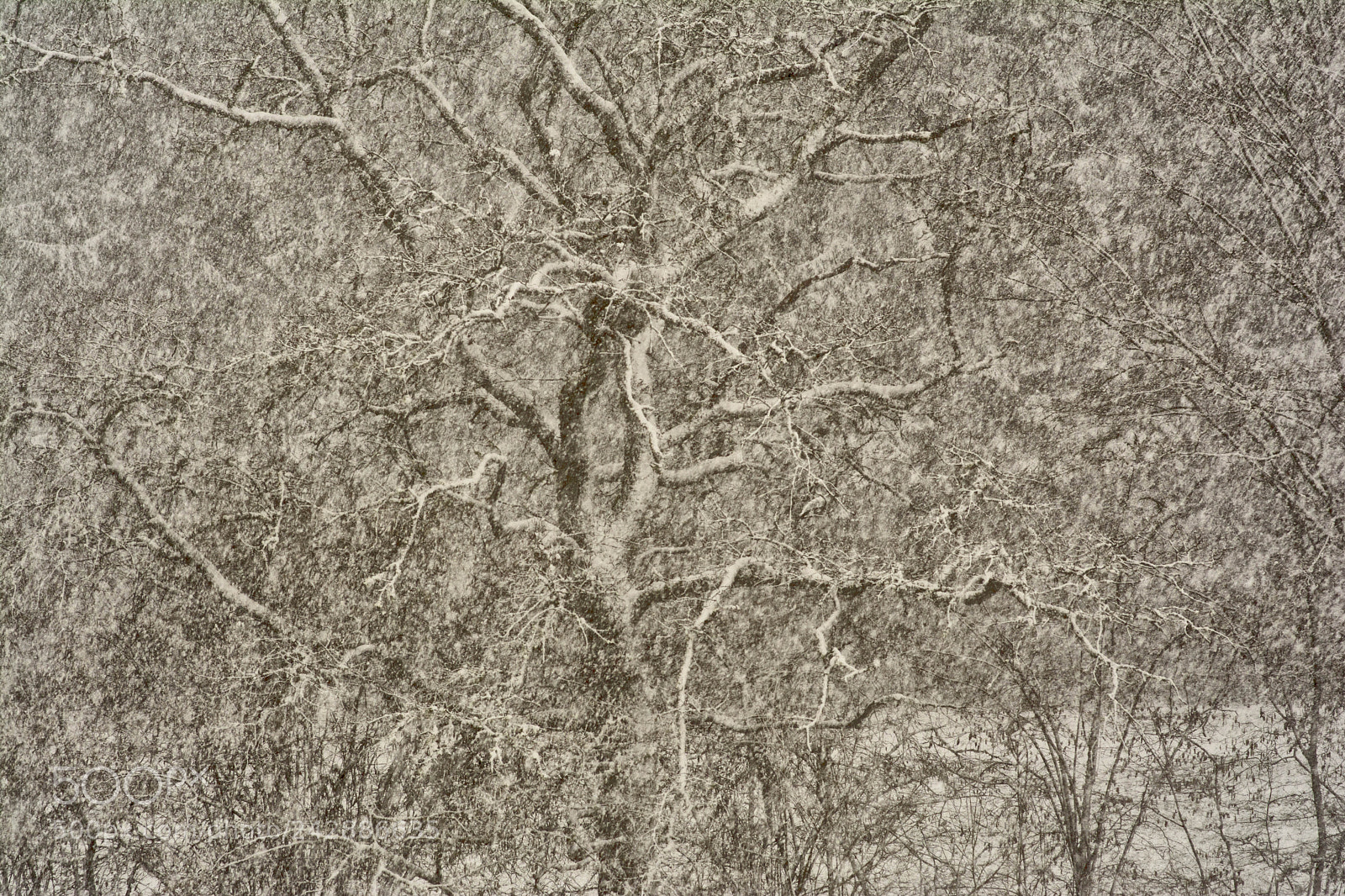 Nikon D7100 sample photo. Schneesturm photography