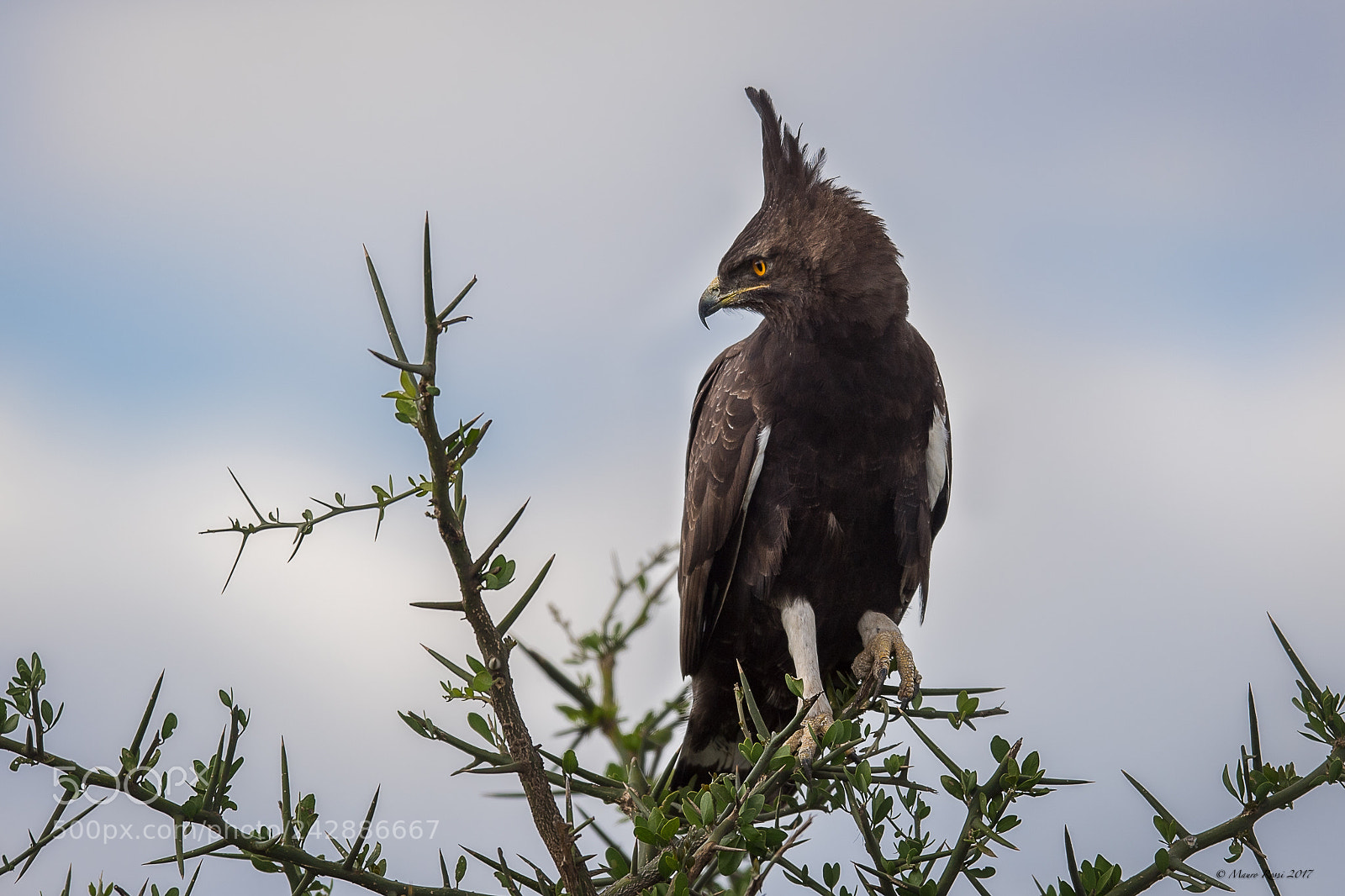 Nikon D5 sample photo. Crested eagle - aquila photography