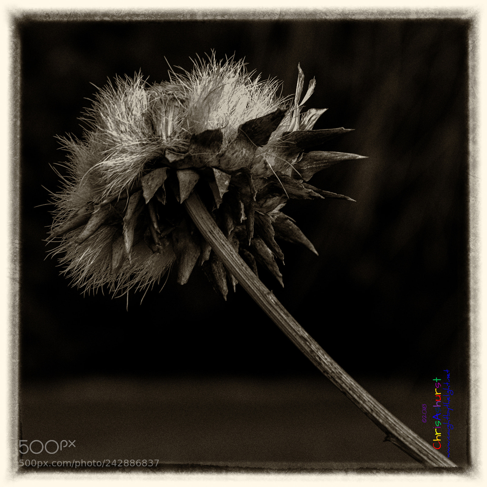 Nikon D80 sample photo. Seed head photography