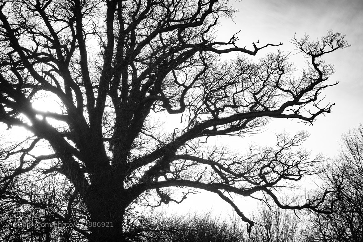 Fujifilm X-T1 sample photo. Tree 4354 photography