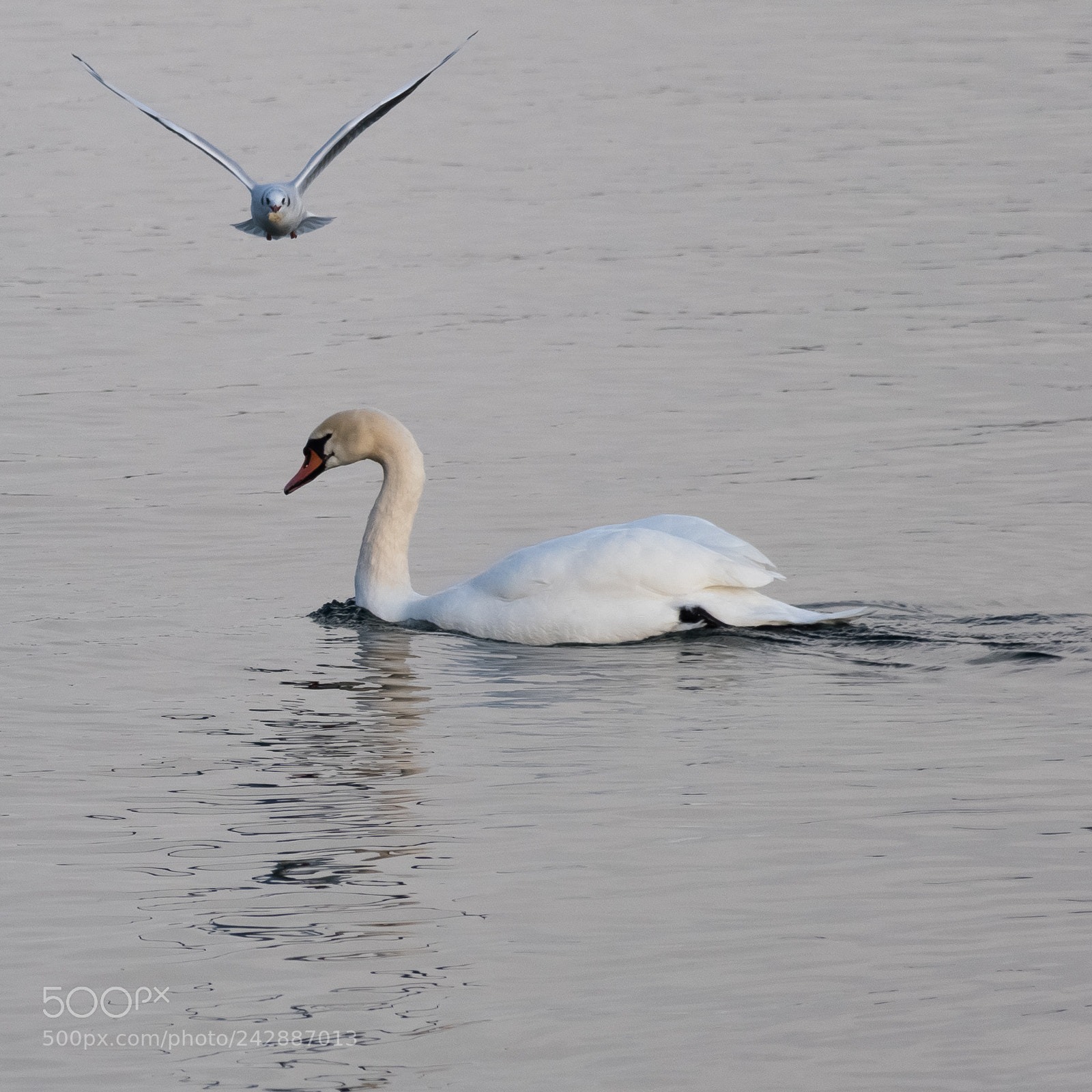 Nikon D5600 sample photo. Cygne et mouette rieuse photography
