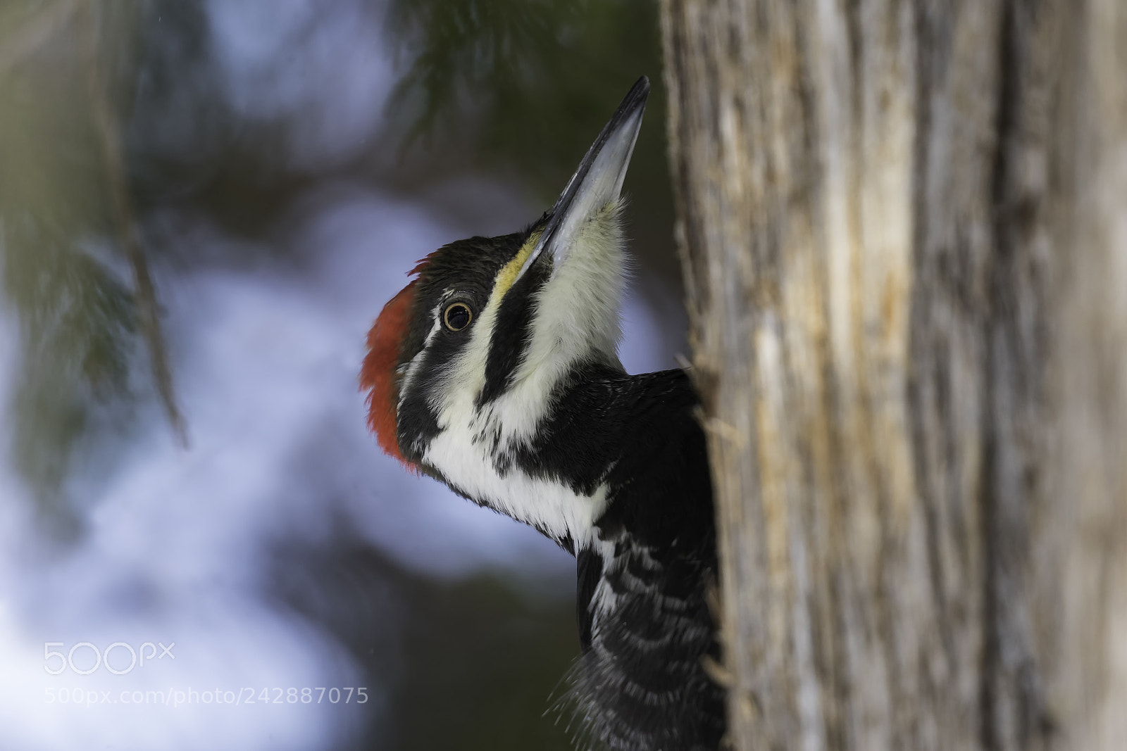 Canon EOS 7D Mark II sample photo. Pileated woodpecker - peeking photography