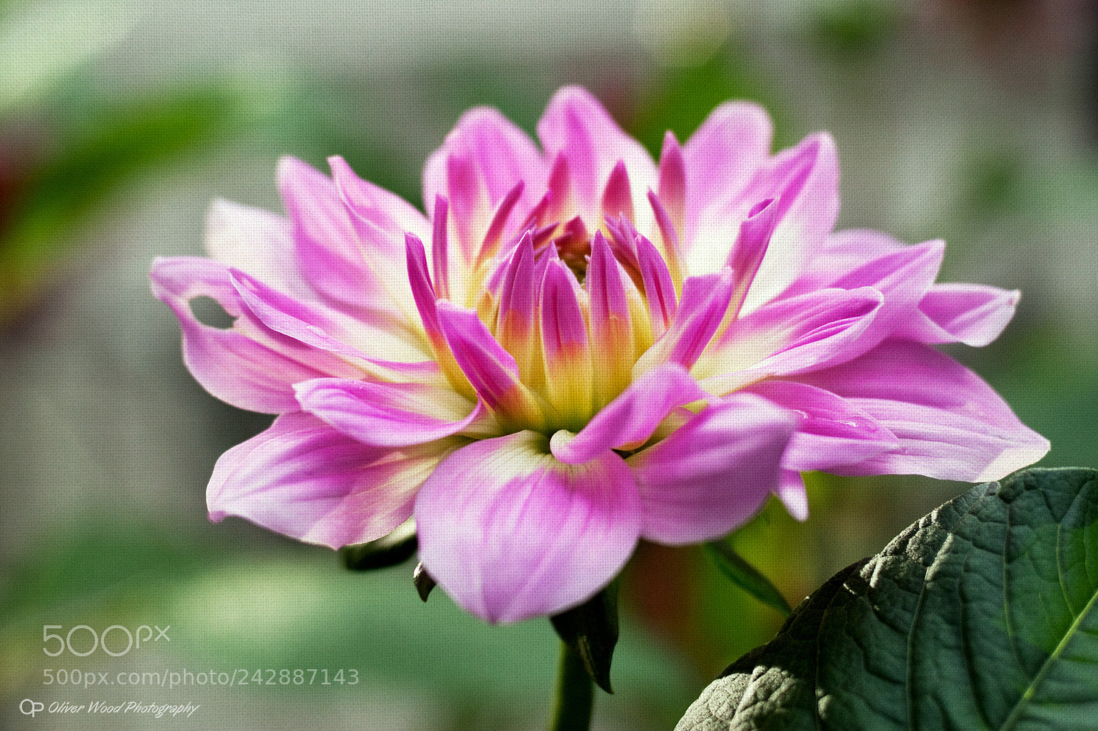 Nikon D80 sample photo. Flora on green canvas photography