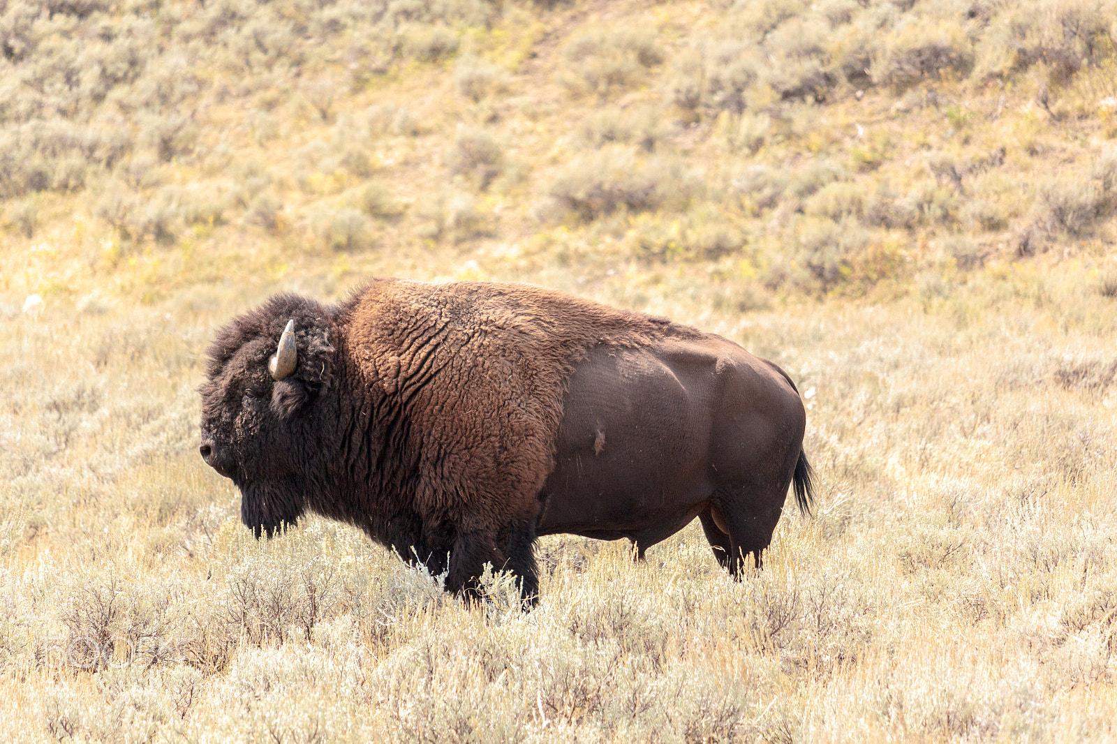 Canon EOS 600D (Rebel EOS T3i / EOS Kiss X5) sample photo. Yellowstone bison photography