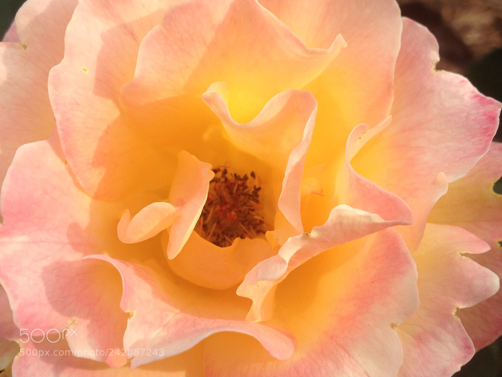 Apple iPhone 4S sample photo. Pink lemonade rose photography