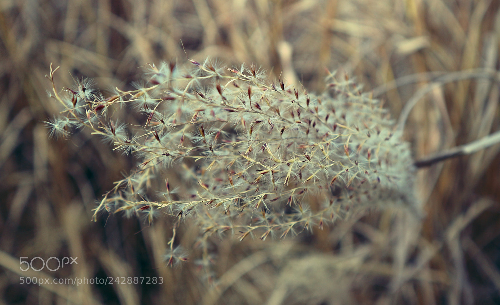 Canon EOS M10 sample photo. Feather grass photography
