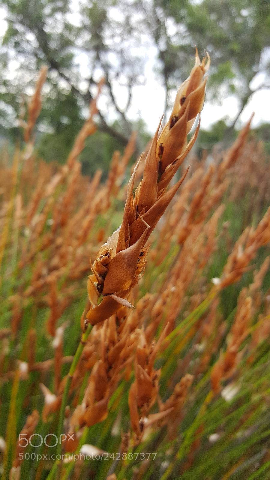 Samsung Galaxy Note5 sample photo. Untitled photography