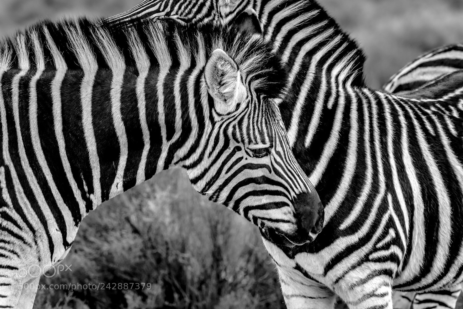 Nikon D810 sample photo. Zebra photography