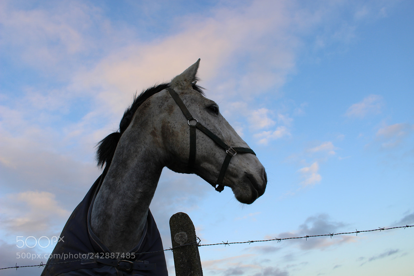 Canon EOS 100D (EOS Rebel SL1 / EOS Kiss X7) sample photo. A lustful gaze photography