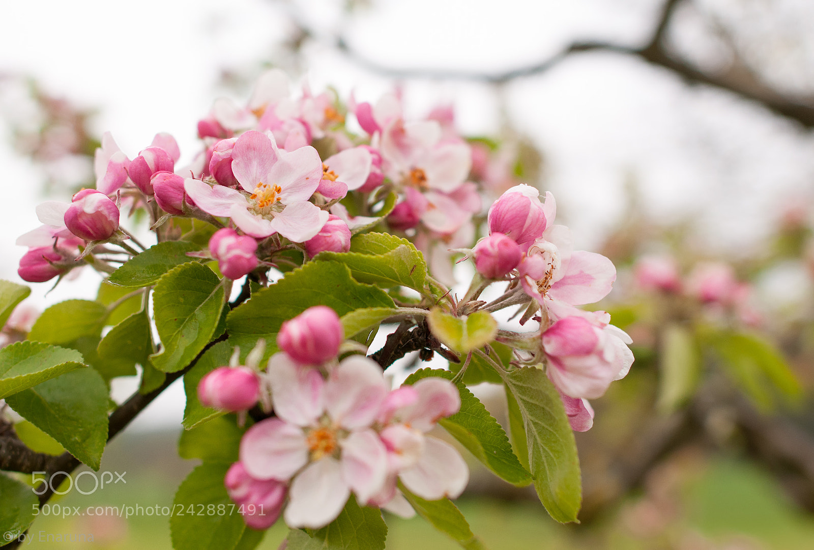 Nikon D300S sample photo. Apple blossoms photography