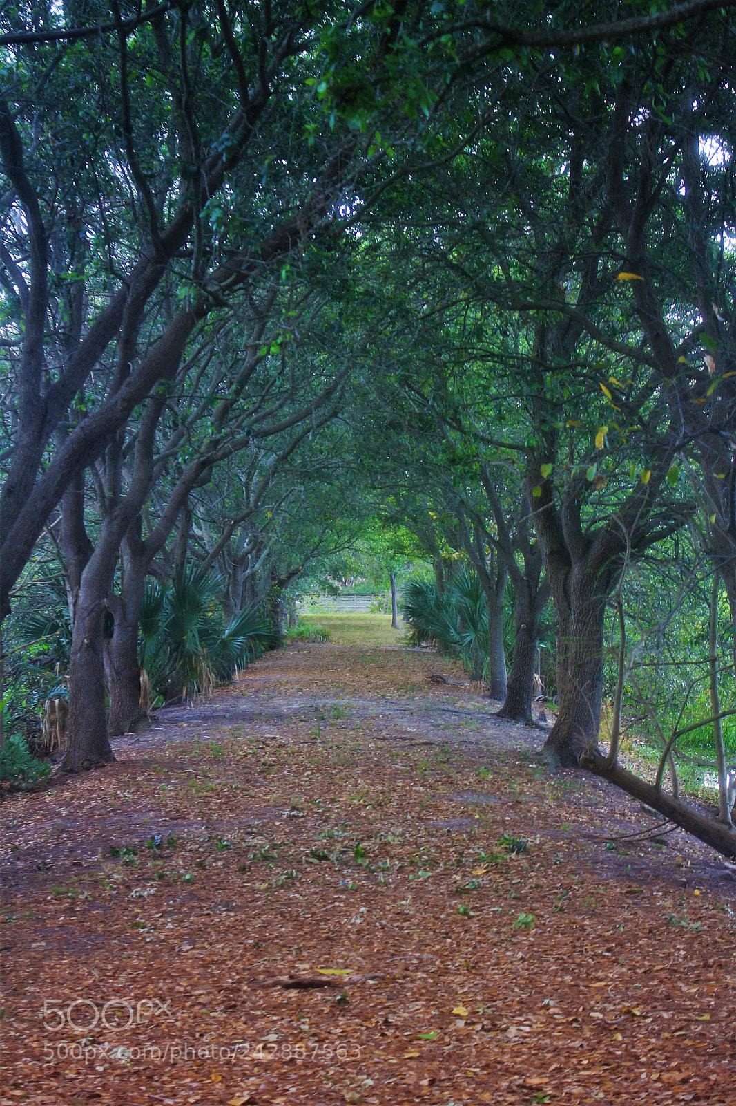 Canon EOS 550D (EOS Rebel T2i / EOS Kiss X4) sample photo. Sleepy hallow photography