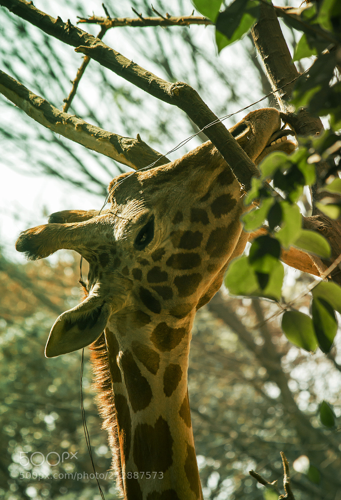 Canon EOS 700D (EOS Rebel T5i / EOS Kiss X7i) sample photo. Giraffe eating photography