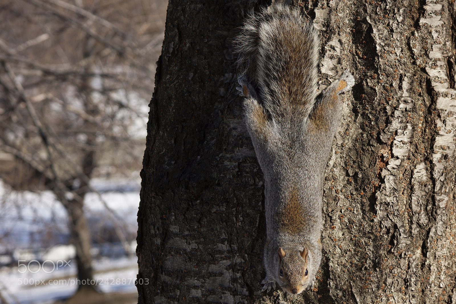 Sony SLT-A65 (SLT-A65V) sample photo. Squirrel on a tree photography