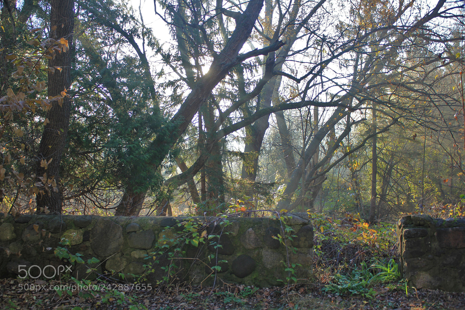 Canon EOS 550D (EOS Rebel T2i / EOS Kiss X4) sample photo. Misty morning photography