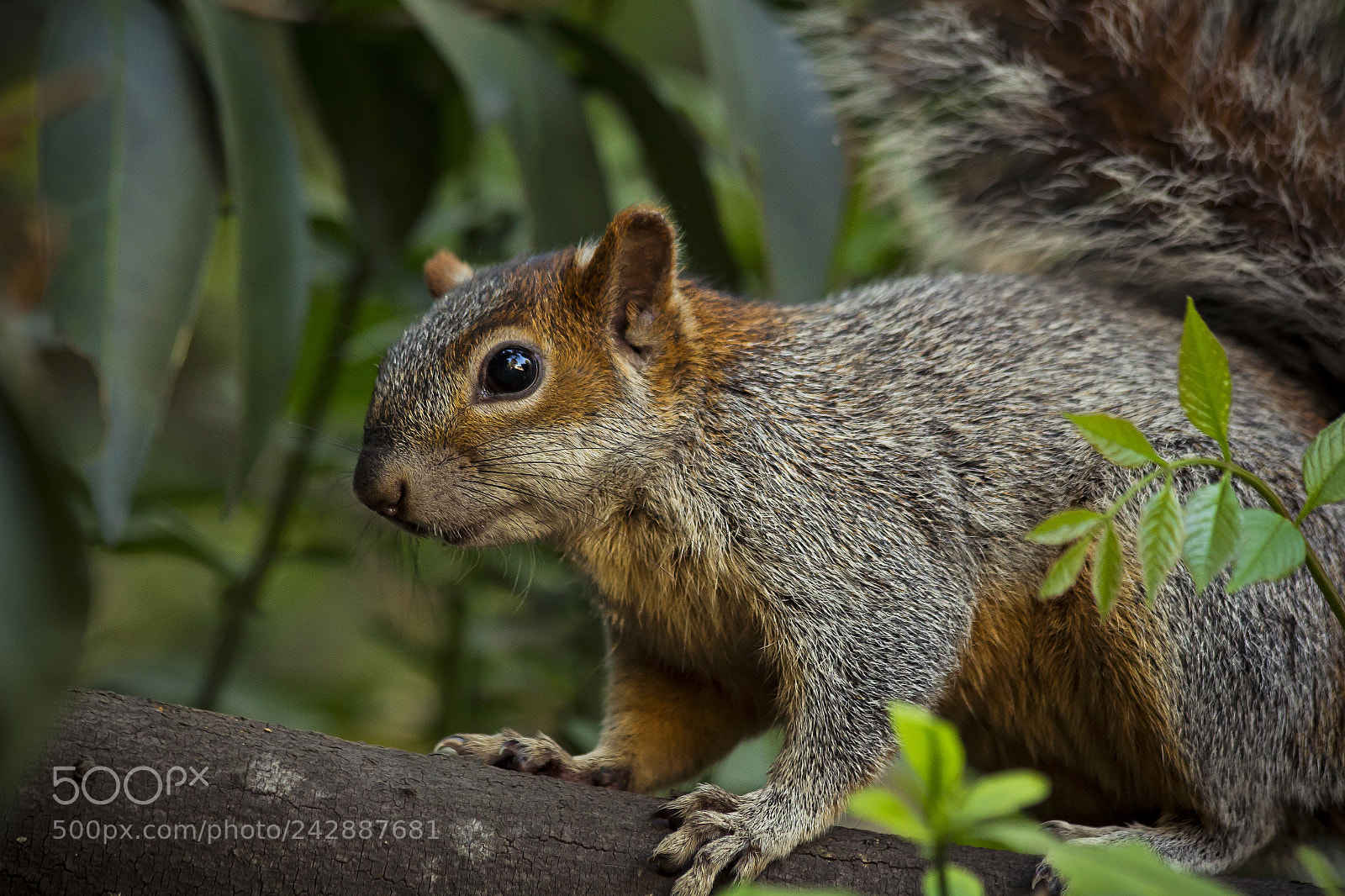 Canon EOS 700D (EOS Rebel T5i / EOS Kiss X7i) sample photo. Gray squirrel photography