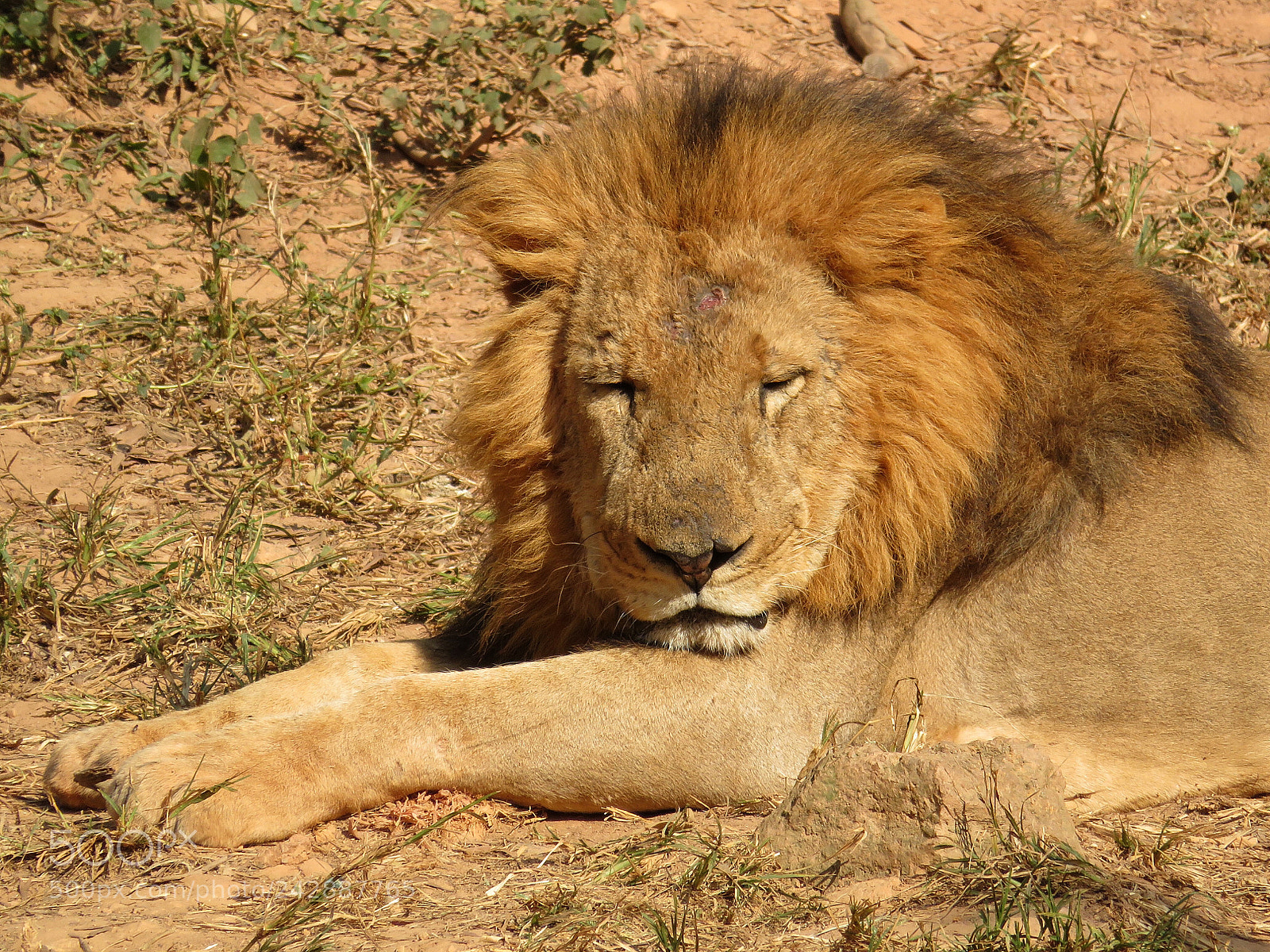 Canon PowerShot SX720 HS sample photo. Royal nap photography