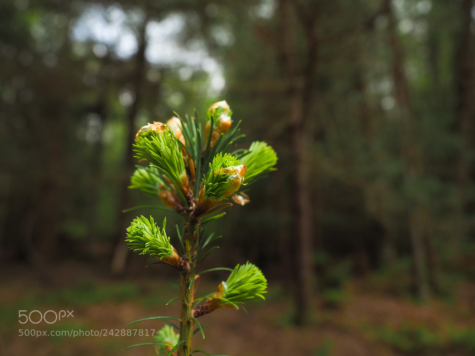 Olympus OM-D E-M5 II sample photo. Baby spruce photography