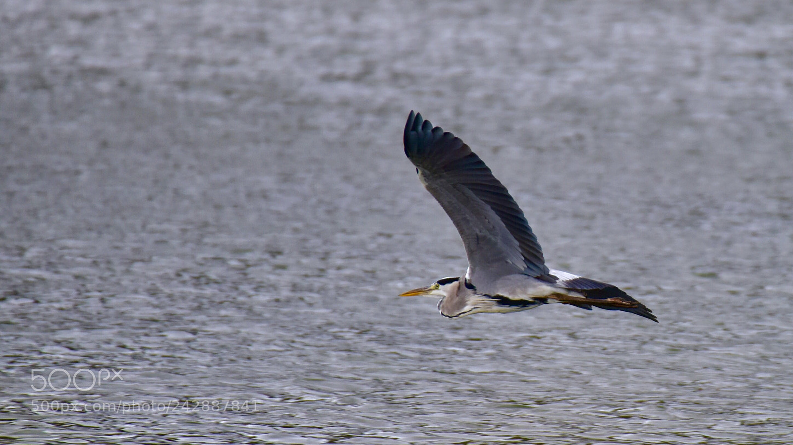 Nikon D810 sample photo. Great blue heron photography