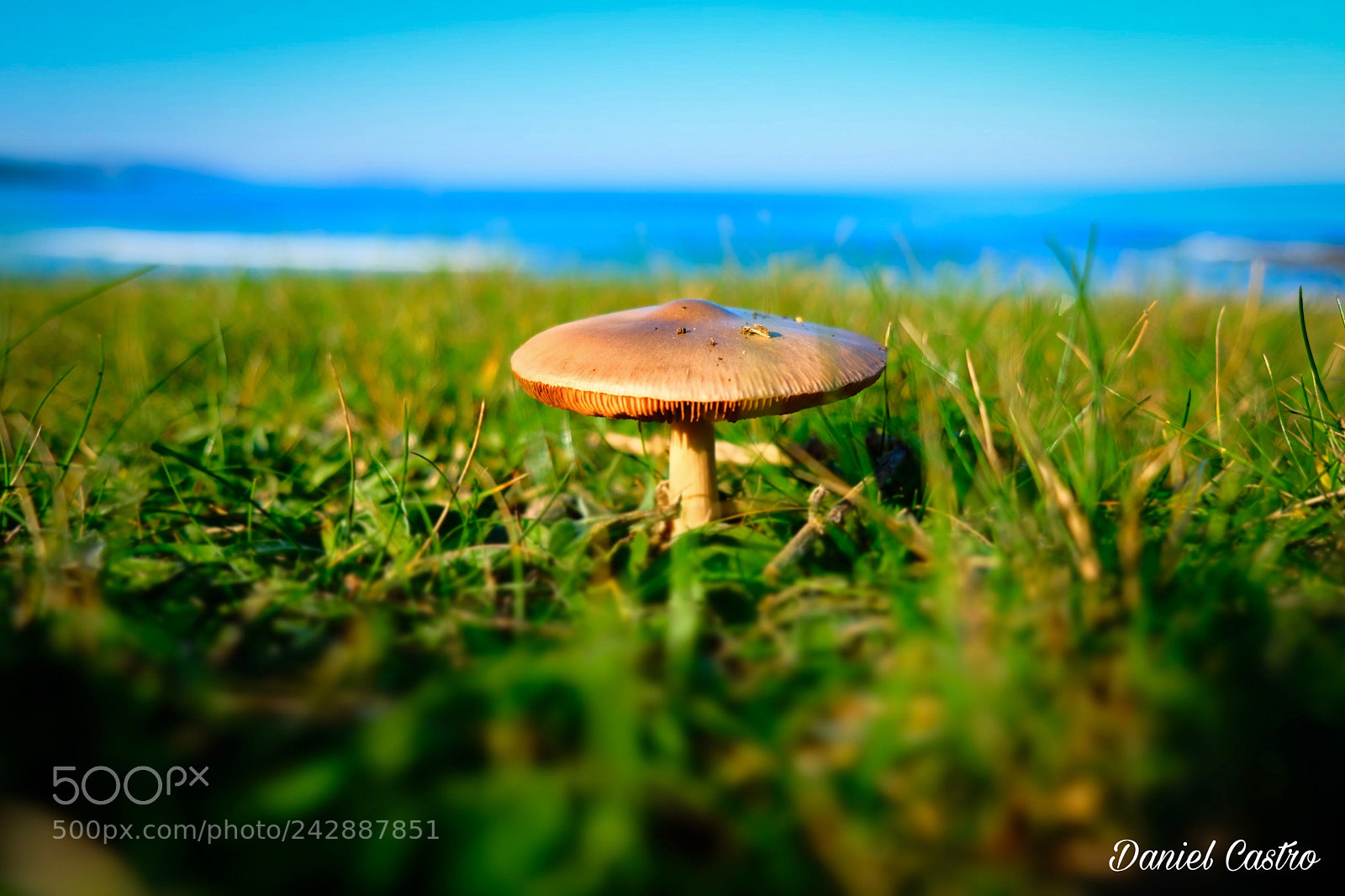 Fujifilm X-T2 sample photo. Little mushroom photography