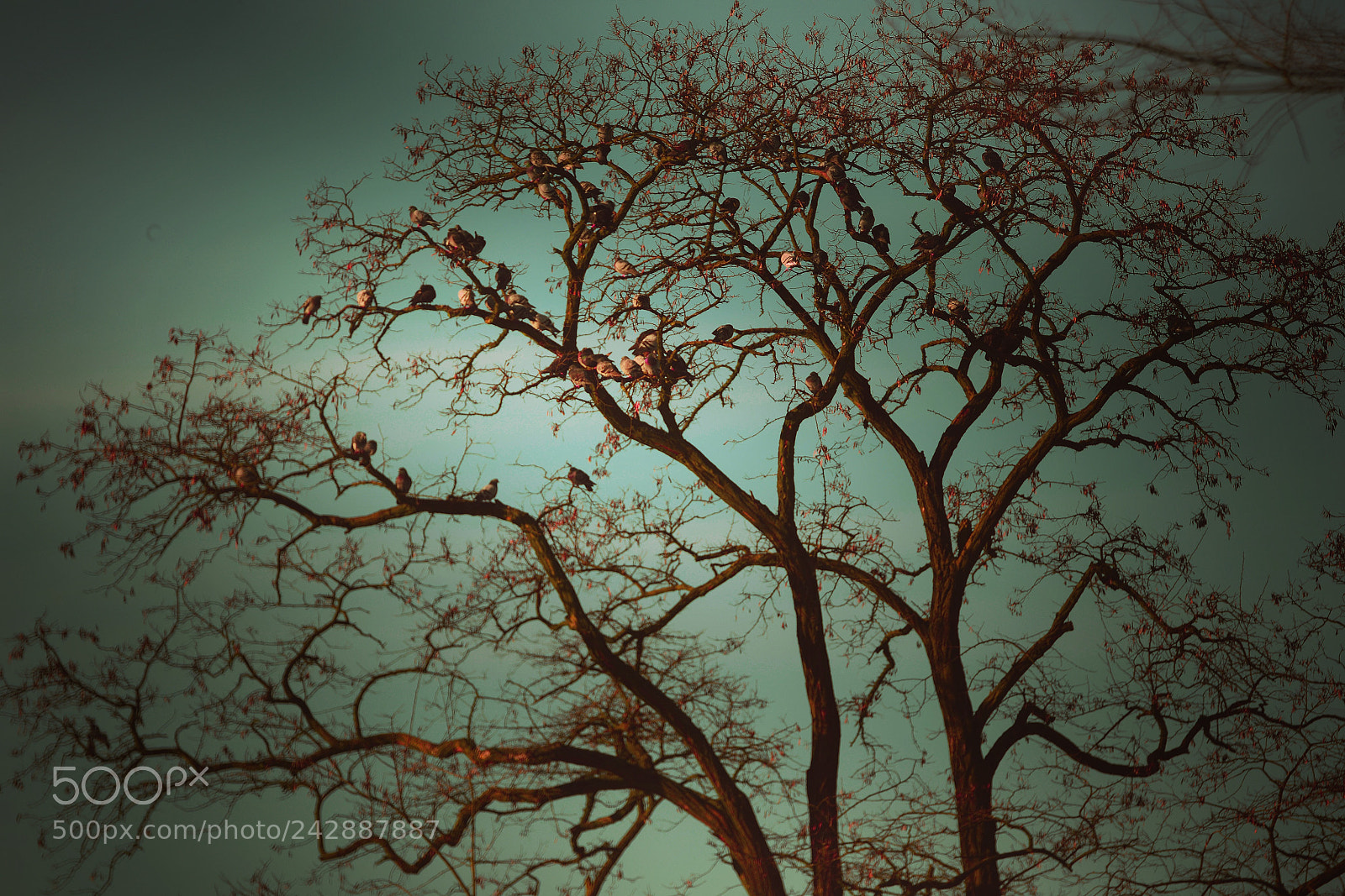 Nikon D800 sample photo. Magical tree ... photography