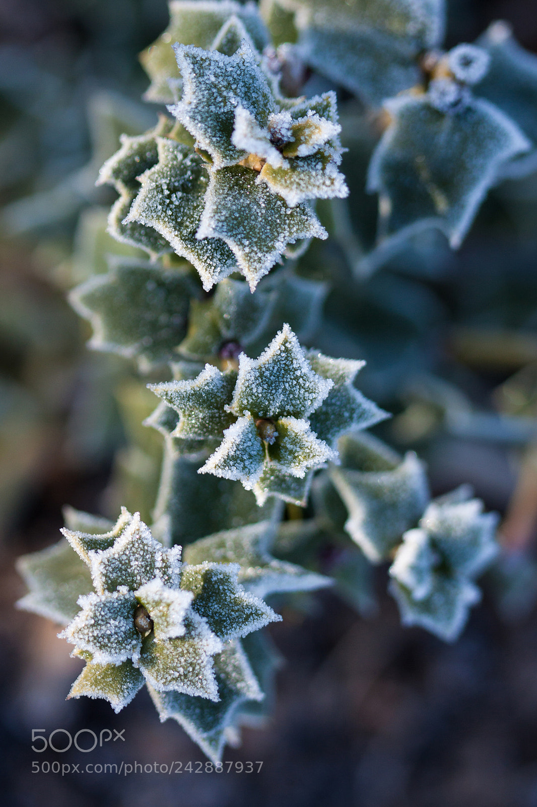 Canon EOS 50D sample photo. Piquante (pungent) photography