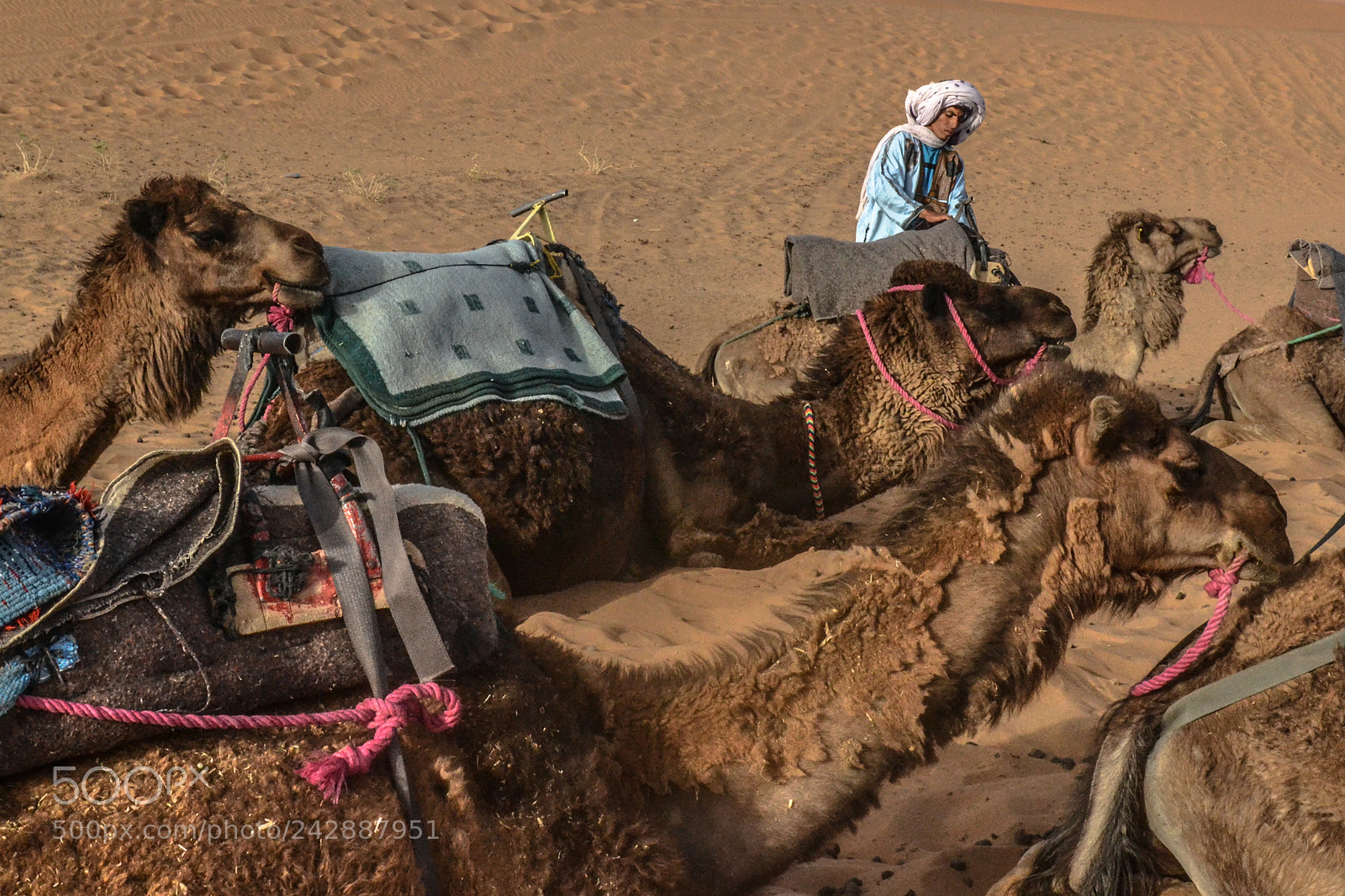 Nikon D3100 sample photo. Camel whisperer photography
