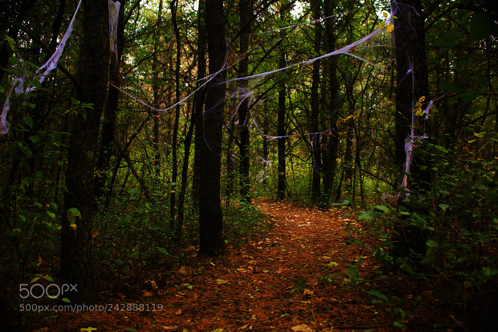 Canon EOS 550D (EOS Rebel T2i / EOS Kiss X4) sample photo. Haunted woods photography