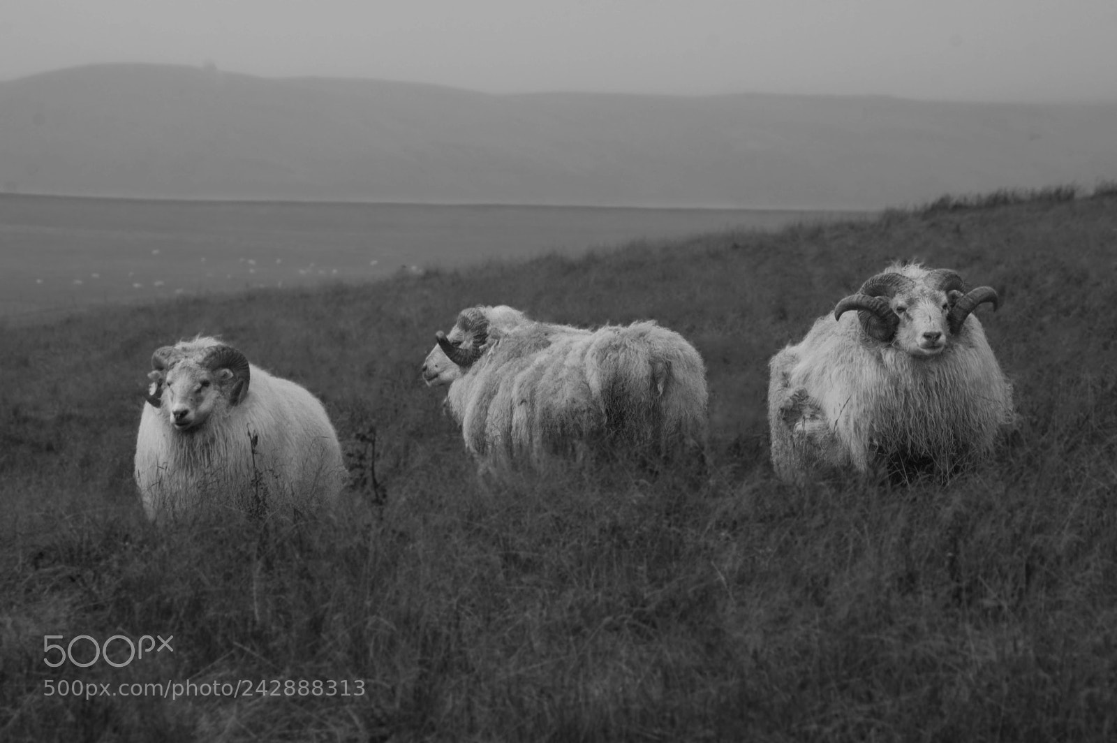 Nikon D40 sample photo. 3 sheep photography