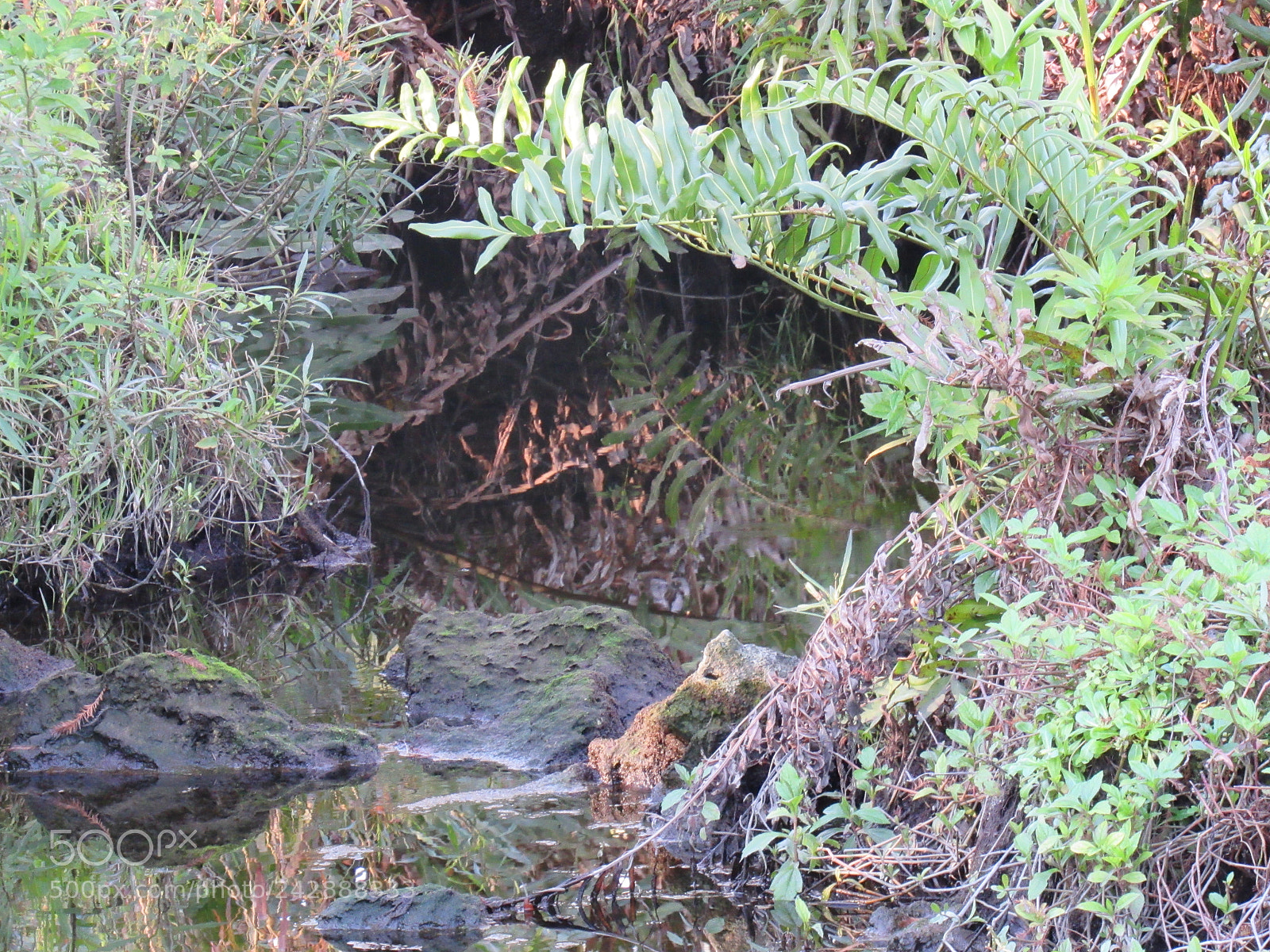 Canon PowerShot SX530 HS sample photo. Nature photography