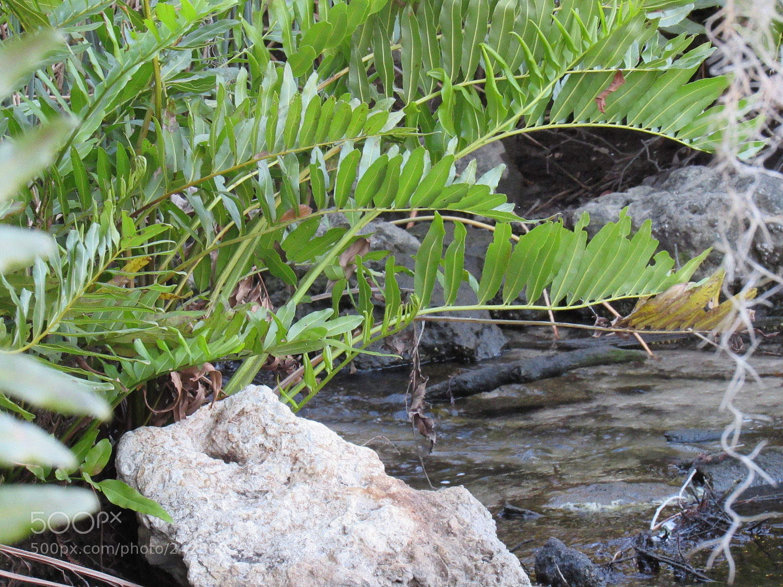 Canon PowerShot SX530 HS sample photo. Nature photography