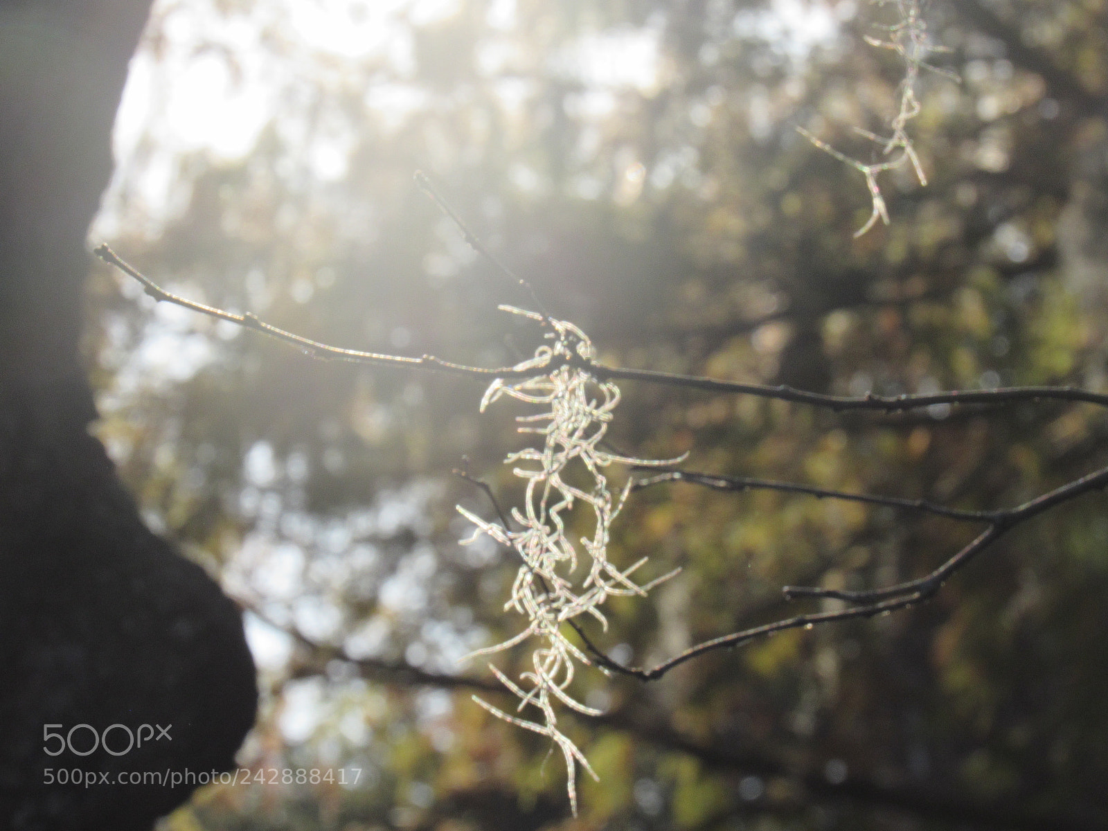 Canon PowerShot SX530 HS sample photo. Nature photography