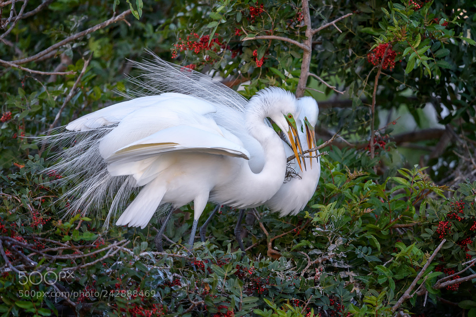 Nikon D5 sample photo. Great egret ardea alba photography