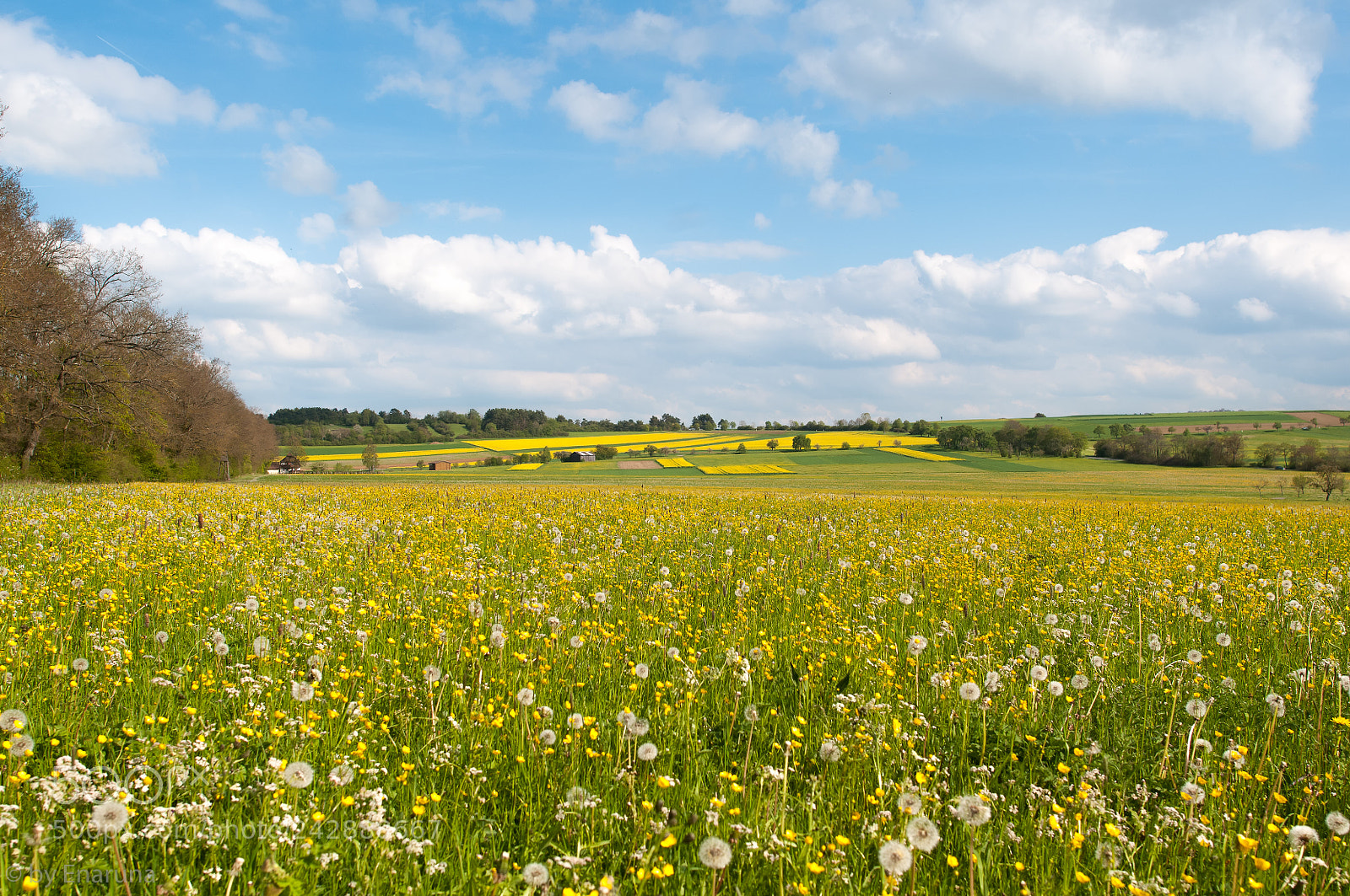 Nikon D300S sample photo. Yellow meadow photography